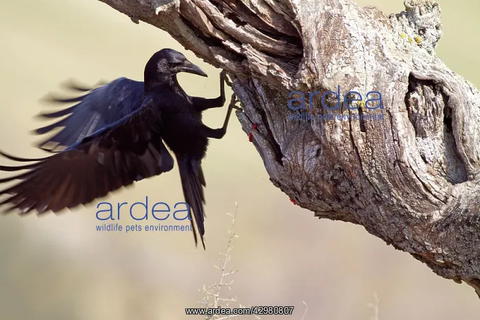 : Carrion Crow : Carrion Crow