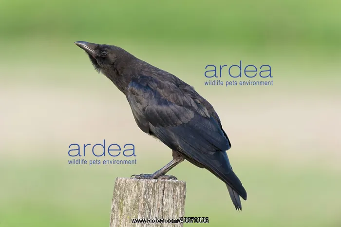 : Carrion Crow : Carrion Crow