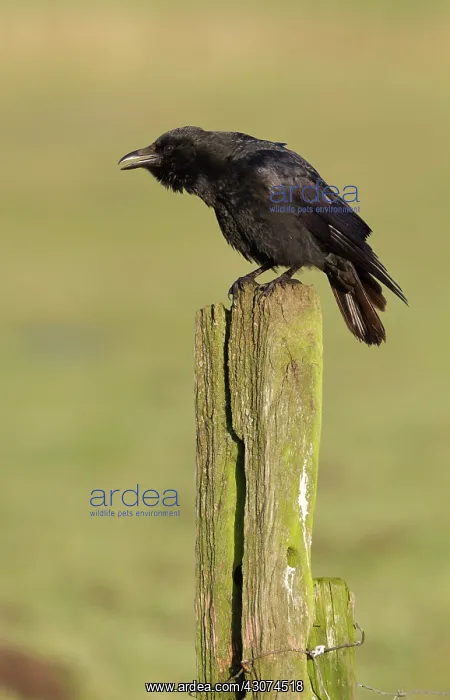 : Carrion Crow : Carrion Crow
