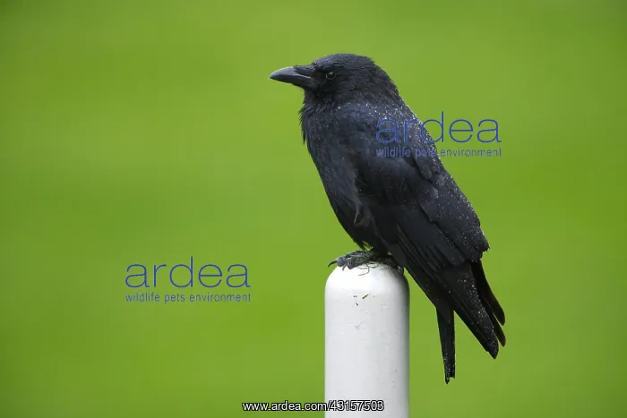: Carrion Crow : Carrion Crow