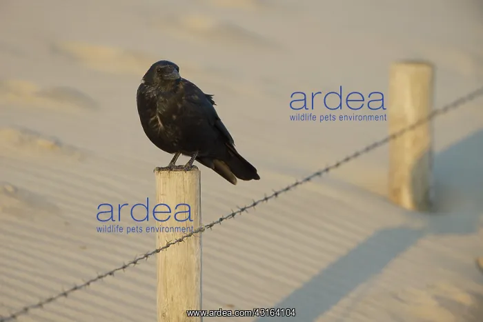 : Carrion Crow : Carrion Crow