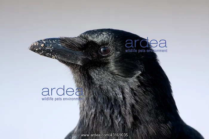  : Carrion Crow