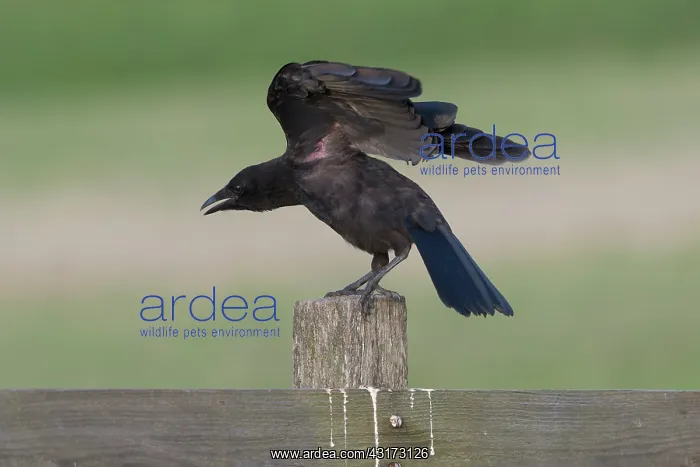 : Carrion Crow : Carrion Crow