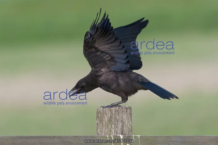  : Carrion Crow