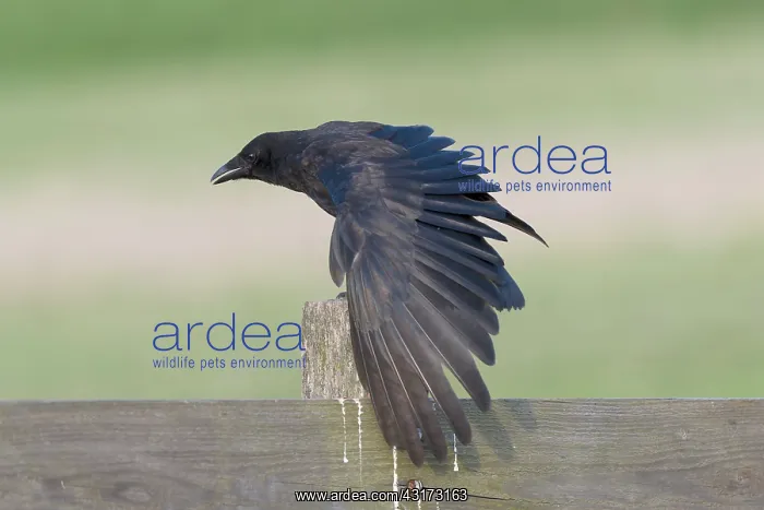 : Carrion Crow : Carrion Crow
