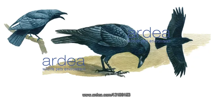 : Carrion Crow : Carrion Crow