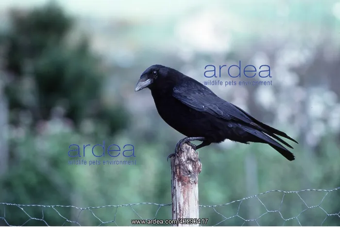 : CARRION CROW : CARRION CROW