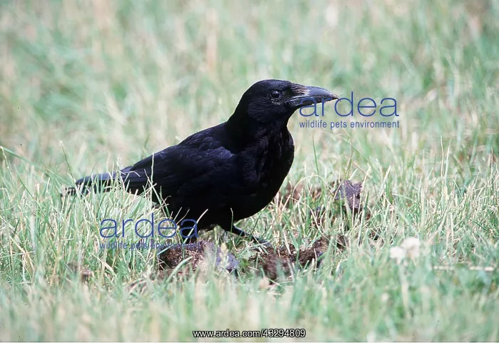 : CARRION CROW : CARRION CROW