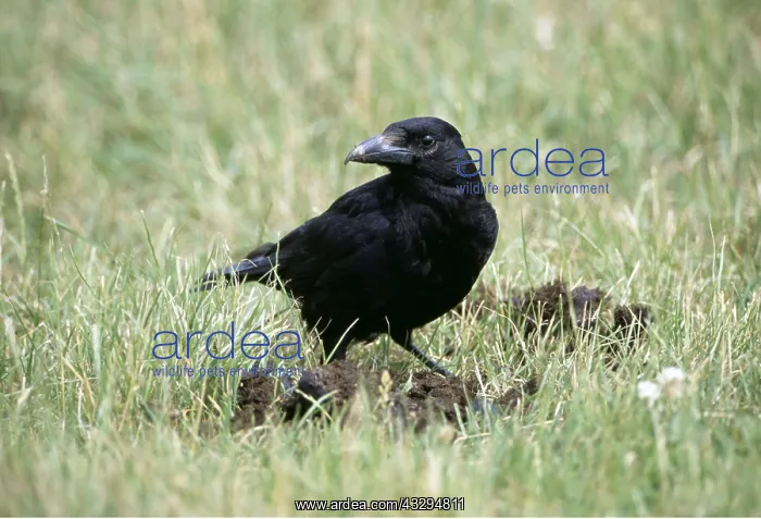 : Carrion CROW : Carrion CROW
