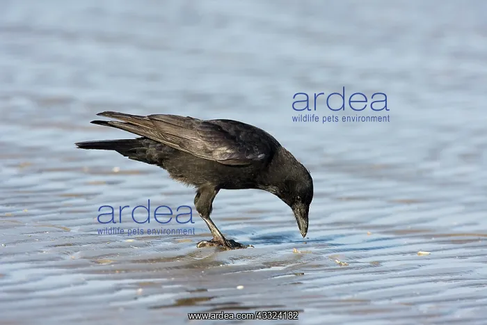 : Carrion Crow : Carrion Crow