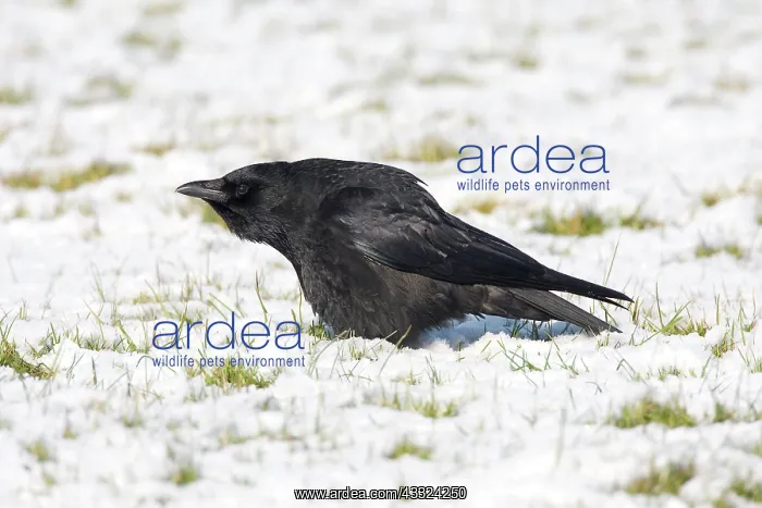 : Carrion Crow : Carrion Crow