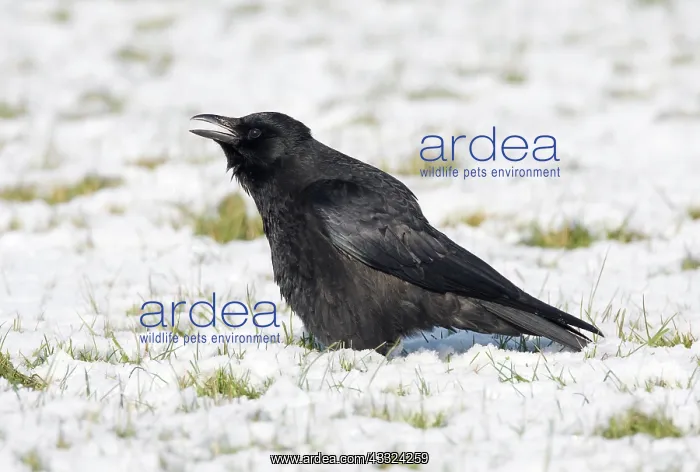  : Carrion Crow