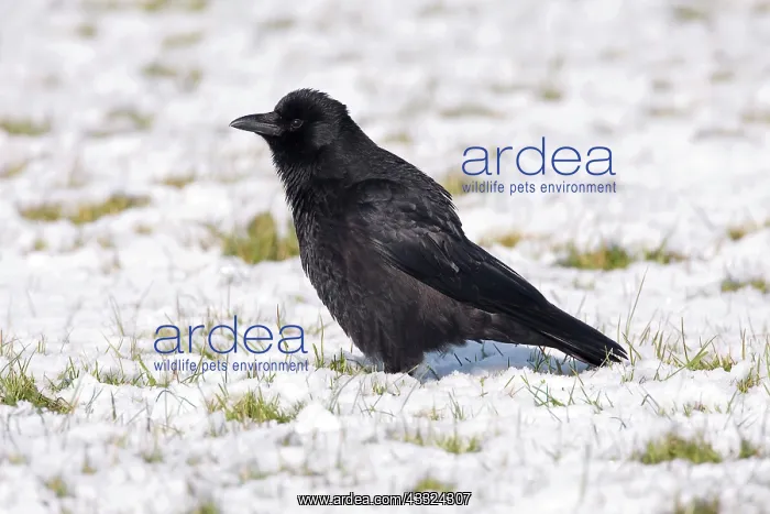 : Carrion Crow : Carrion Crow