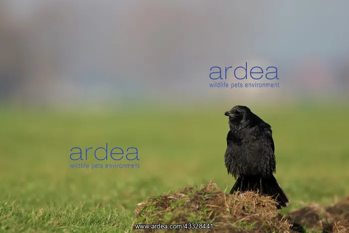 : Carrion Crow : Carrion Crow