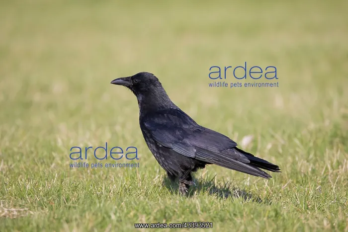  : Carrion Crow