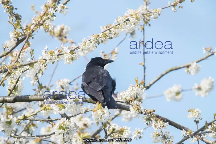 : Carrion Crow : Carrion Crow