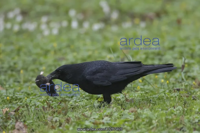 : Carrion Crow - adult bird with European Mole - Germany : Carrion Crow - adult bird with European Mole - Germany