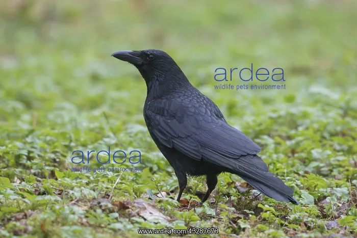 : Carrion Crow - adult bird - Germany : Carrion Crow - adult bird - Germany