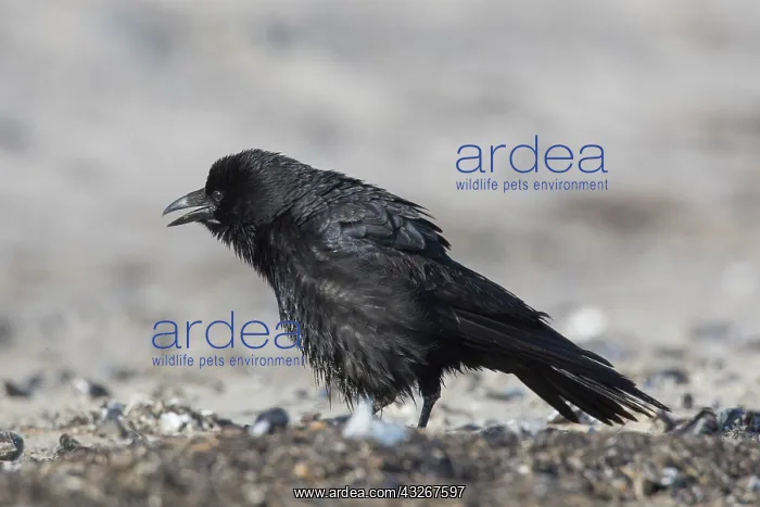: Carrion Crow - adult crow calling - Germany : Carrion Crow - adult crow calling - Germany