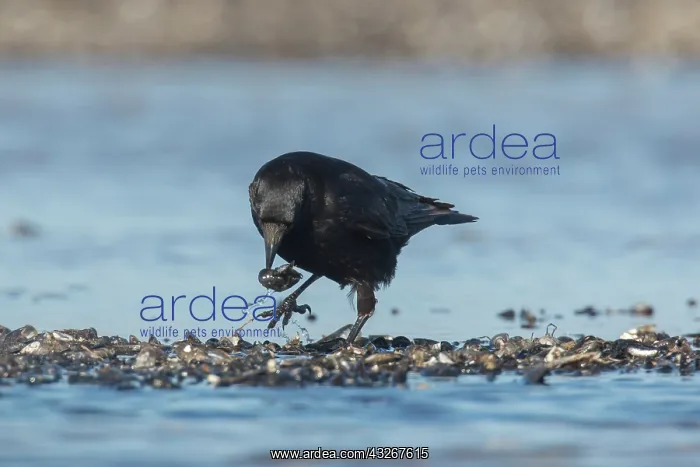 : Carrion Crow - adult crow with Common Mussel prey : Carrion Crow - adult crow with Common Mussel prey