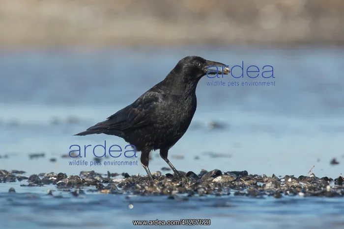 : Carrion Crow - adult crow with Common Mussel prey : Carrion Crow - adult crow with Common Mussel prey