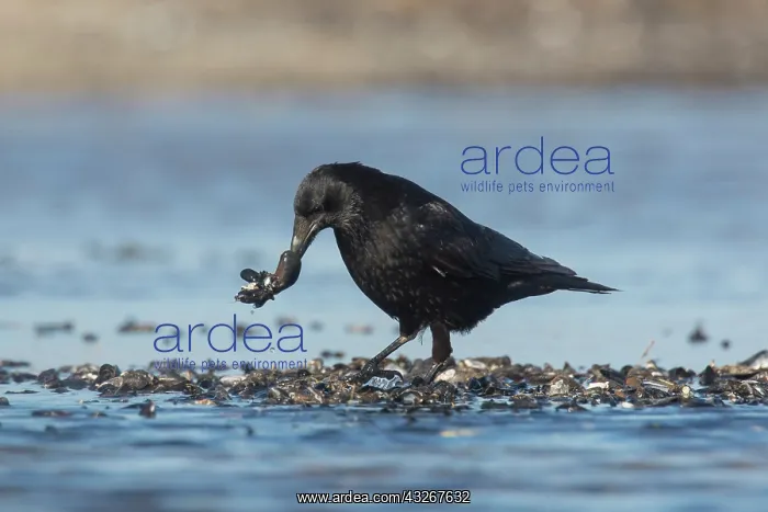 : Carrion Crow - adult crow with Common Mussel prey : Carrion Crow - adult crow with Common Mussel prey