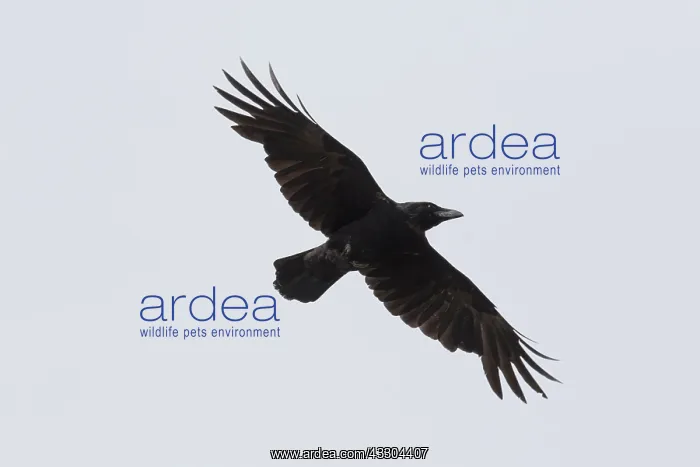 : Carrion Crow - adult crow in flight - Germany : Carrion Crow - adult crow in flight - Germany