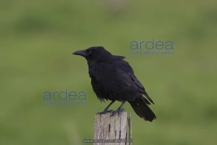  : Carrion Crow - adult crow - Germany