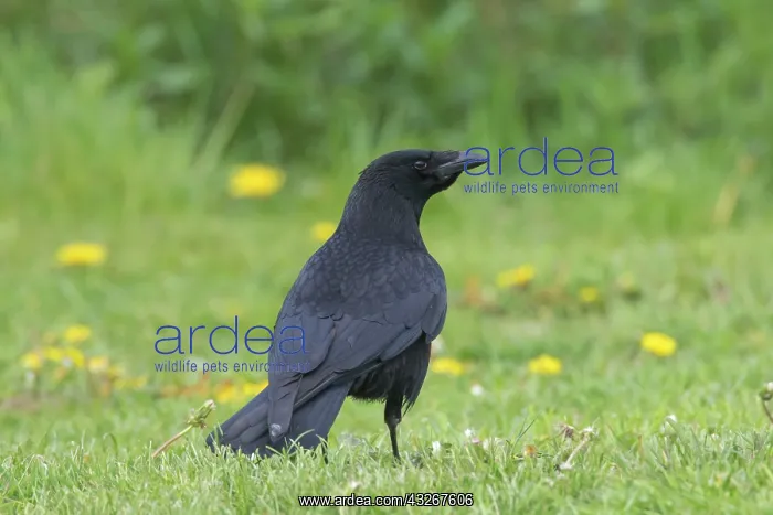 : Carrion Crow - adult crow - Germany : Carrion Crow - adult crow - Germany