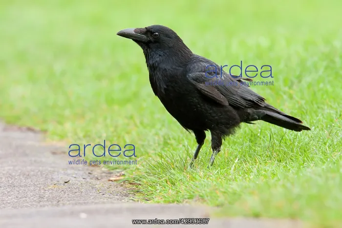: Carrion Crow - adult perching on grass : Carrion Crow - adult perching on grass