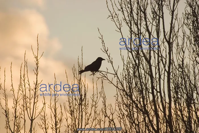 : Carrion Crow - On bare branches of tree : Carrion Crow - On bare branches of tree
