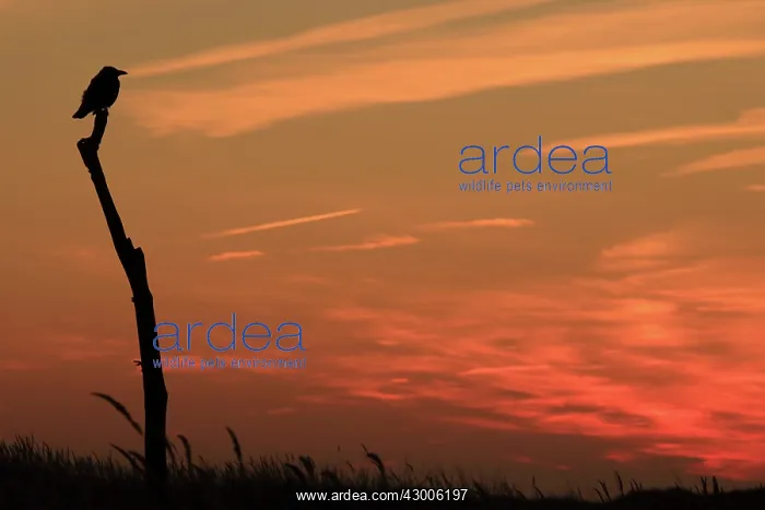 : Carrion Crow on branch at sunset : Carrion Crow on branch at sunset