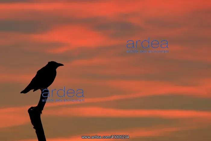 : Carrion Crow on branch at sunset : Carrion Crow on branch at sunset