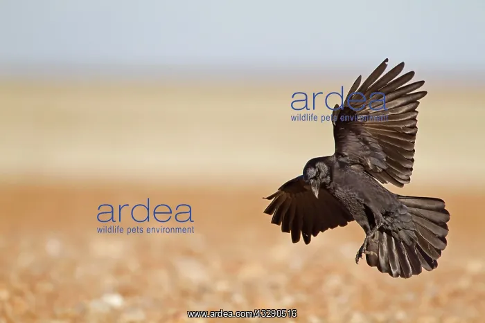 : Carrion Crow (Corvus corone) adult, in flight, landing : Carrion Crow (Corvus corone) adult, in flight, landing