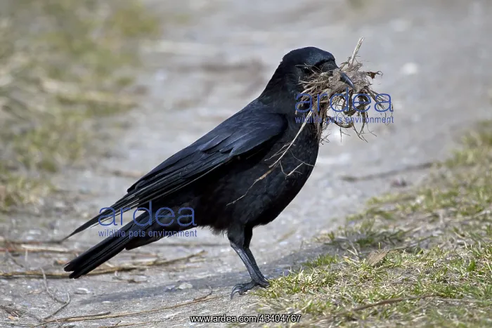 : Carrion crow (Corvus corone) collecting nesting : Carrion crow (Corvus corone) collecting nesting
