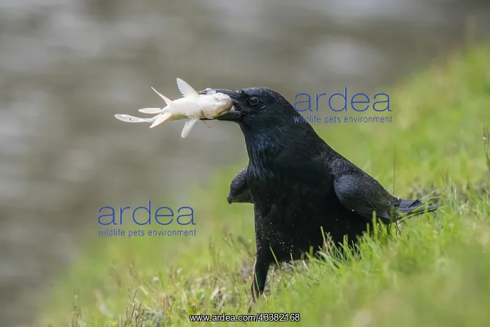 : Carrion crow (Corvus corone corone) with captured fish in it : Carrion crow (Corvus corone corone) with captured fish in it