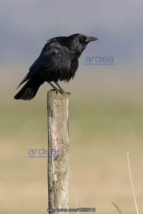 : Carrion Crow (Corvus corone) perched on top of : Carrion Crow (Corvus corone) perched on top of