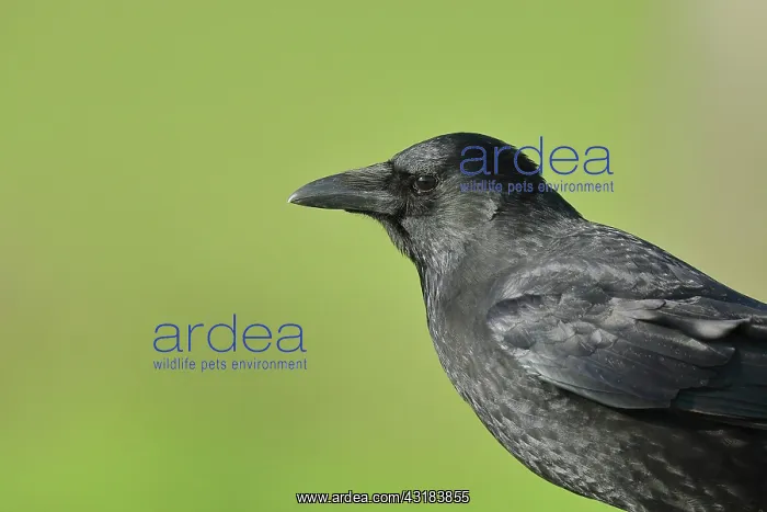 : Carrion crow (Corvus corone), portrait, Lower Rhine : Carrion crow (Corvus corone), portrait, Lower Rhine