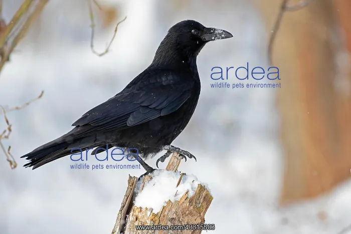 : Carrion crow (Corvus corone), Raven crow, Thuringia : Carrion crow (Corvus corone), Raven crow, Thuringia