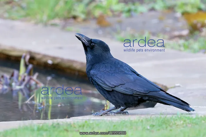 : Carrion Crow - drinking at garden pond : Carrion Crow - drinking at garden pond