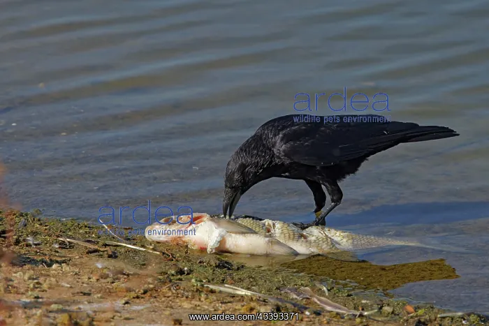 : Carrion Crow - eating fish Corvus corone Abberton : Carrion Crow - eating fish Corvus corone Abberton