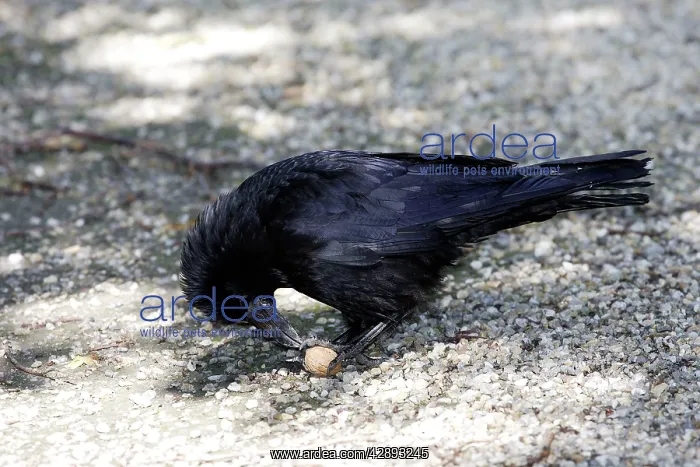 : Carrion Crow eating a walnut : Carrion Crow eating a walnut