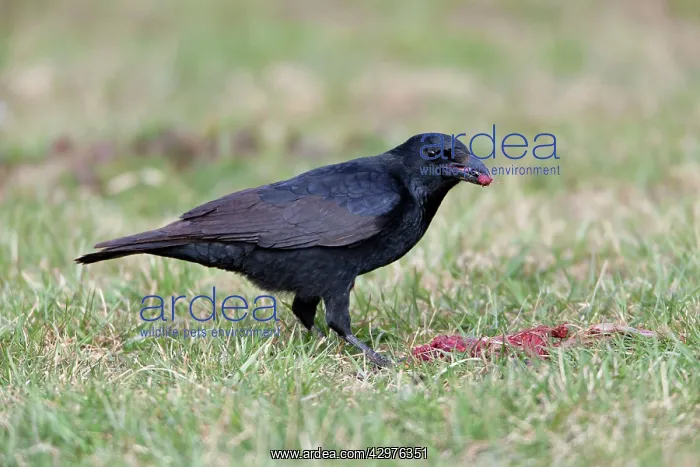  : Carrion Crow - feeding on carrion