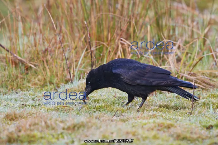 : Carrion Crow - feeding early morning : Carrion Crow - feeding early morning