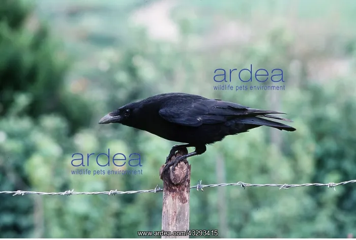 : CARRION CROW - on fence : CARRION CROW - on fence