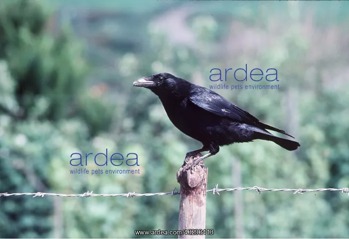 : CARRION CROW - ON FENCING POST : CARRION CROW - ON FENCING POST
