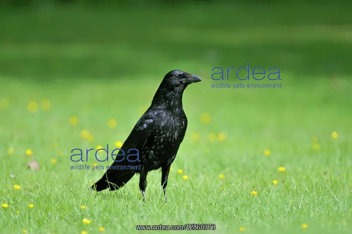 : Carrion Crow - on grass : Carrion Crow - on grass