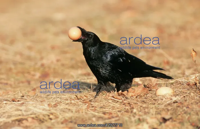 : Carrion CROW - with henIs egg in beak : Carrion CROW - with henIs egg in beak