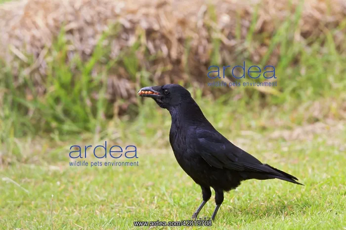 : Carrion Crow - in meadow with food in mouth : Carrion Crow - in meadow with food in mouth
