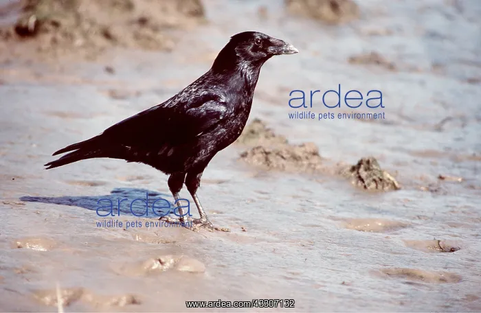 : CARRION CROW - on mud : CARRION CROW - on mud